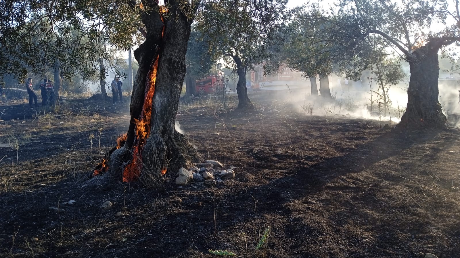 EDREMİT’TE ZEYTİNLİK YANGINI