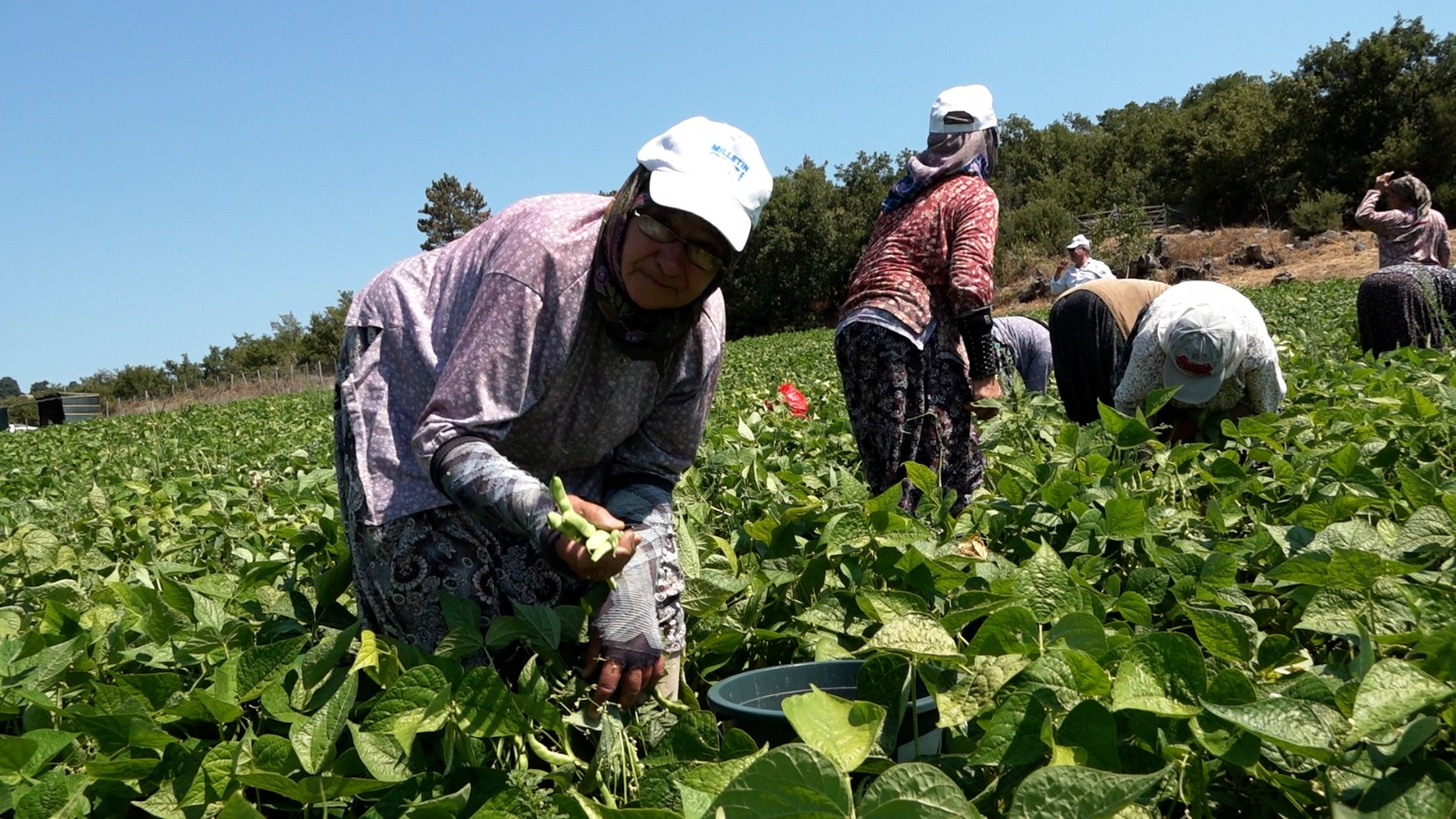 Büyükşehir’in dağıttığı tohumlar toprakla buluştu