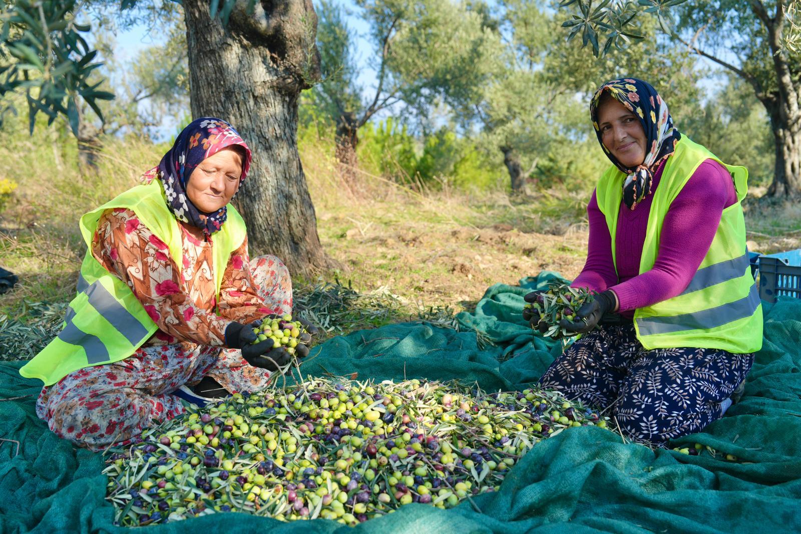 BURHANİYE’DE ZEYTİN HASADI BAŞLADI