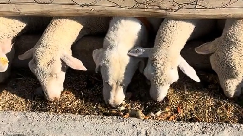 KUZU SOFRASINDA BİR KÖPEK