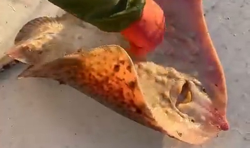 VATOZUN KARNINI GIDIKLADI