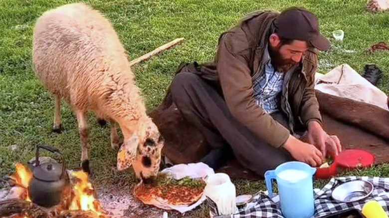 ÇOBANIN YEMEĞİNİ ÇALAN KUZU