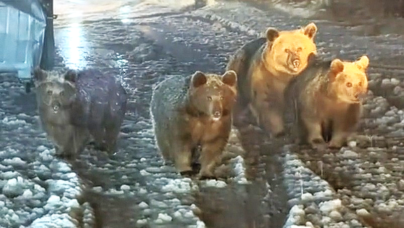 AYI AİLESİYLE KARŞILAŞTILAR!