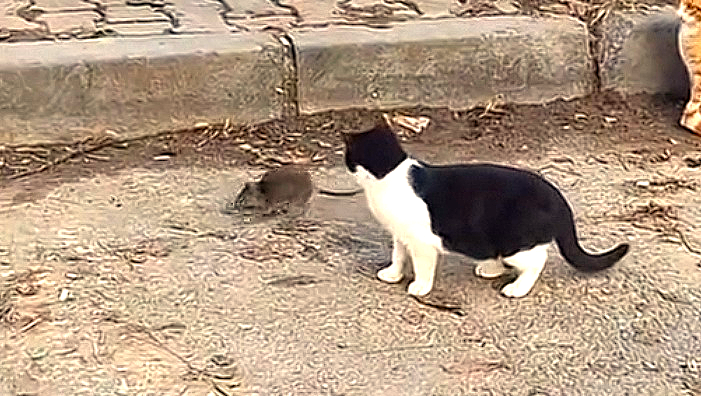 KEDİLER FAREYİ SADECE İZLEDİ!