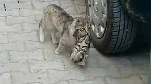 YAVRUSUNU VETERİNERE GÖTÜRDÜ