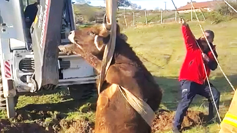 KÖR KUYUYA İNEK DÜŞTÜ!