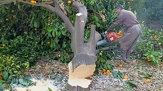 ÜRETİCİLER AĞAÇLARINI KESİYOR!