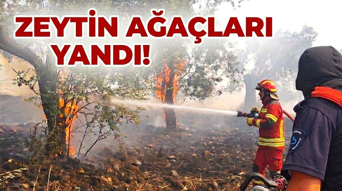 ZEYTİNLİKTE KORKUTAN YANGIN!