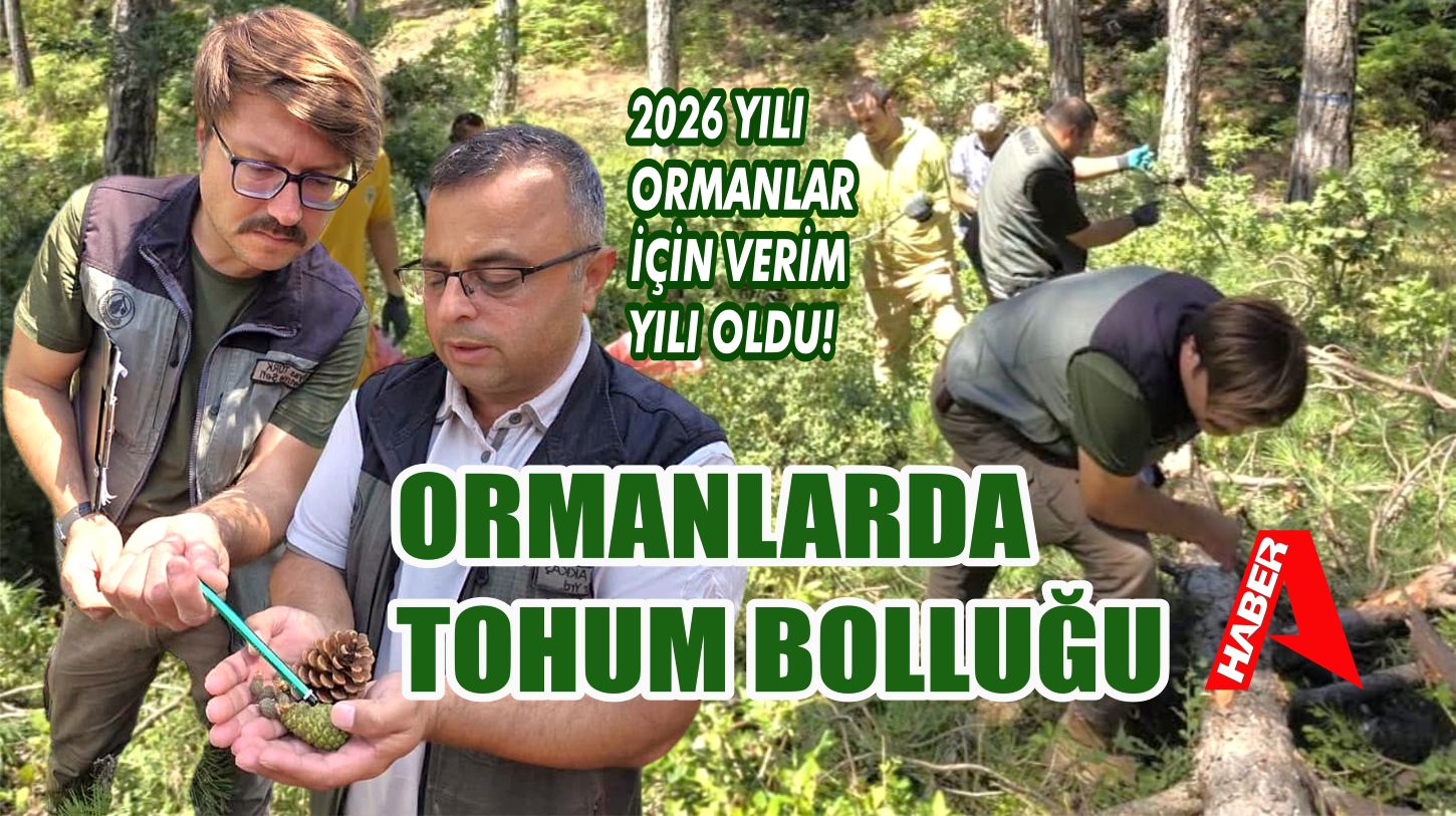 ORMANLARA BOL TOHUM MÜJDESİ